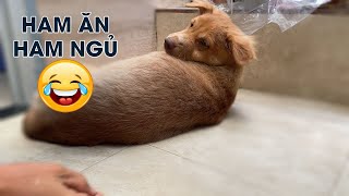 VẠCH TRẦN NẾT HAM ĂN HAM NGỦ CỦA CHÚ CHÓ NGÁO | #22 CÚN LÙN