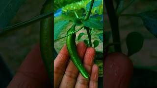 ছোট গাছের বড় মরিচ  #gardening #naturefarm #viral #farming #shorts #short #chili