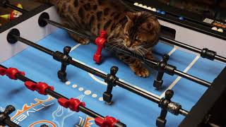 My Cat (doesn't let me) Play Foosball