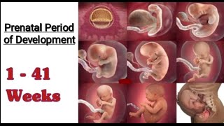 Period of Prenatal Development I Stages of Prenatal Period