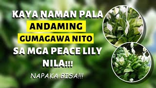 GRABE PALA ANG RESULTA PAG GANITO ANG GINAWA MO SA PEACE LILY MO!