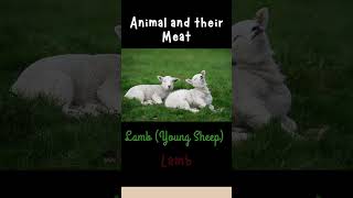 Animals and their Meat : Lamb (Young Sheep) = Lamb