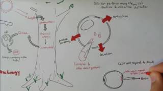 Cell biology-Cells Overview