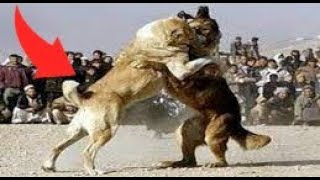 Mastin tibetano capas de Derrotar aun Poderoso Kangal? Mastin vs kangal