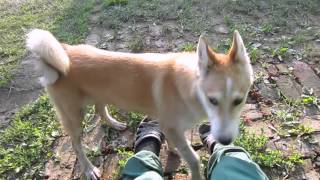 Западно - сибирская лайка 5 мес. за грибами.  young husky.