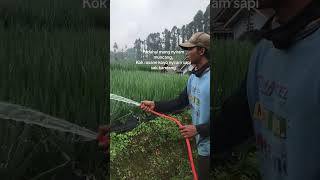 🔥🔥 #reels #petani #farming #videoshorts