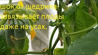 Огурцы партенокарпики - (редкая аномальная мутация). Начало.