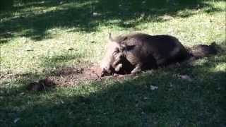 Warthogs in camp on the Chobe River