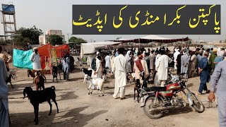 Pakpattan Bakra Mandi Latest Update