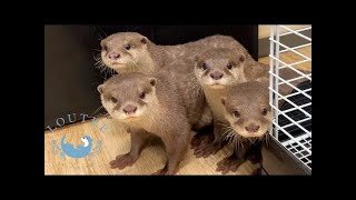 Flussotter Komugi! und seine Kollegen !