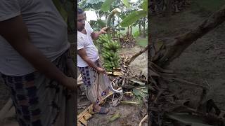 How to harvesting are banana #ep -245 #Short #trending #vairal #banana #food #kela🍌🍌