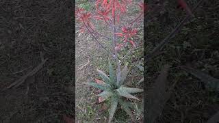 Blooming Soap Aloe