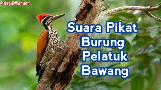 Suara Pikat Burung Pelatuk Bawang