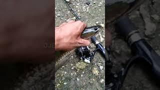 mancing ikan gabus besar||shorts video