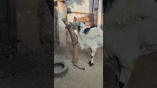 FOR SALE : 9059099870 #akramdairyfarm #akramdairyfarmallpetschannel #madhuraisheep #bakrid2024