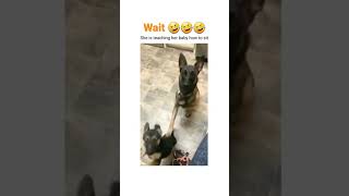 Dog funny moments. #dog #cute #funnyvideo #amazing #amazingvideo #funny #cutepet #cutedog #doglife