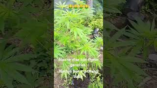 superior skunk strains reveal week one of flower jul 20 2024 #hiphop #rap #beats