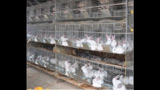 Best quality Rabbits in Hyderabad-Suraram-genuine price