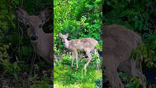 Baby deer in my backyard