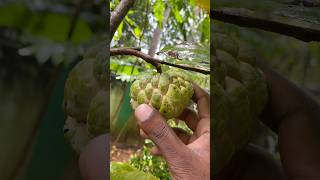 Seetha Pazham/சீத்தாப்பழம்/സീതപ്പഴം #frankiesgarden #custardapple #nurserygarden  #terracegarden