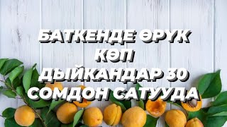 БАТКЕНДЕ ӨРҮК КӨП, ДЫЙКАНДАР 30 СОМДОН САТУУДА