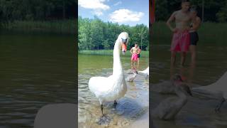 Until the end 🤣💜🦢 #funnymoments #смешныеживотные #funnyanimals