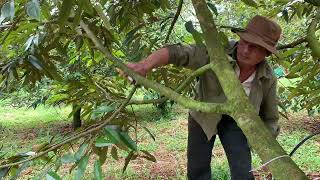 Fruit tree care: pruning is especially important and often emphasized to maximize growth and yield