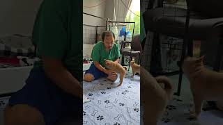 Nova puppie playing with grandfather, and sisters brother have fun. 7/11 thanks for watching.