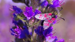 Six-spot burnet (Zygaena filipendulae)