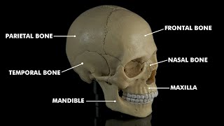 Human skull anatomy & Physiology: 3d animation