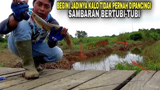 Sambaran Ganas .. !! Mancing di Sarang ikan Gabus II CASTING GABUS UMPAN SOFT FROG KILLER