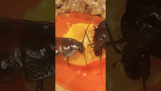 Does a cockroach like a kumquat?