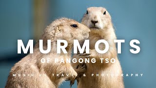 Playful Marmots of Pangong Tso, Ladakh | पैंगोंग त्सो, लद्दाख के चंचल मर्मोट्स | TNT-010 |