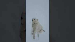 White dog, white snow playing funny