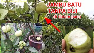 JAMBU BATU @ KRISTAL SEEDLESS  DI DALAM PASU | TABULAMPOT