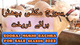 For Sale | Sooraj Mukhi Bachra 2023 ka | intahai Munasib Rate mai | Northern Bypass Mandi | Karachi