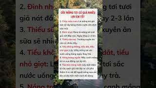 Cây mồng tơi có quá nhiều lợi ích tốt #suckhoe #doisong #baihoccuocsong #xuhuong #reels