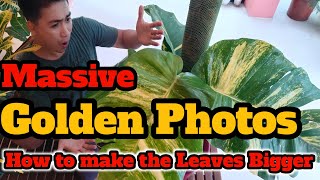 How to make Golden Pothos' Leaves Bigger/ I made a cocopole for it...