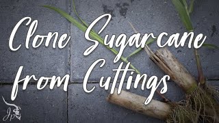 Propagate Sugarcane from Cuttings