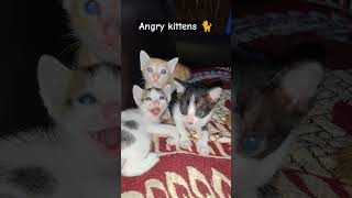 Angry Kittens #cats #catvideos #cat #meow #shorts #short #youtubeshorts #viral #trending