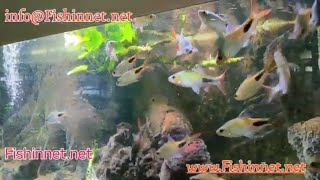 AQUARIUM HOBBY #mascara barb #petlover  #fish #aquarium #pets  #aquascaping #hobby #barb #animals