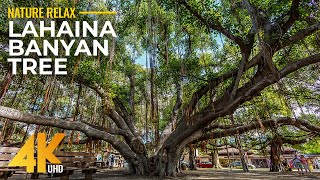 4K Lahaina's more than 150-year-old Banyan Tree - A Treasured Maui Island Landmark before Wildfire