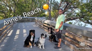 Dogs visit Annie's Beach