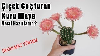 Çiçek Coşturan Maya Tarifi | Çiçek Coşturan Nasıl Yapılır ?