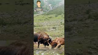 Black Bison And Brown Lion In Forest