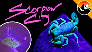 Have you been STUNG in Scorpion City?