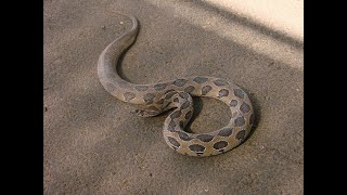 russell viper catching | russell viper snake #russelviper #snake #apartment #nature #reptiles