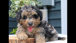 Mini Bernedoodle Puppies for Sale