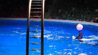 Dolphin Show | Best of Dubai Dolphin Show | Dubai Dolphinarium