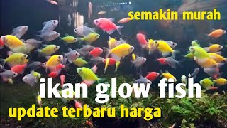 update harga ikan glow fish terbaru semakin murah